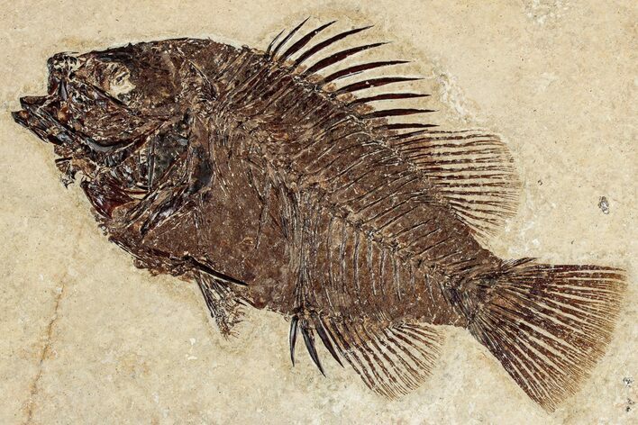 Detailed Fossil Fish (Cockerellites) - Wyoming #349277